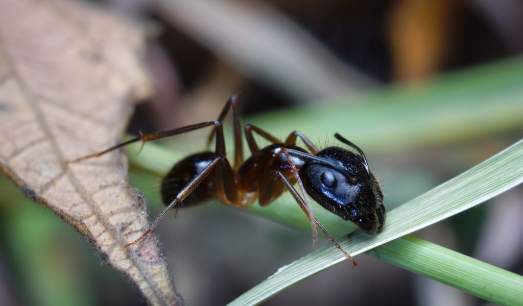 insectos comestibles hormigas