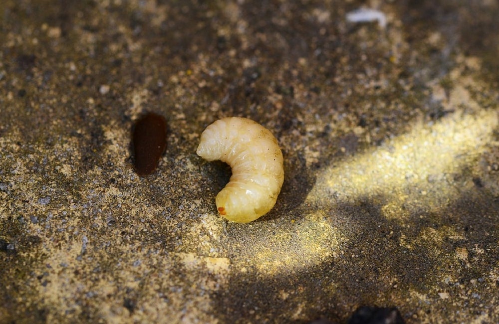 insectos comestibles larvas abejas, larvas
