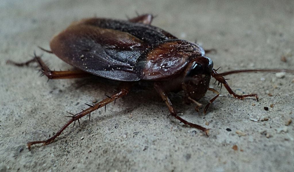 cucaracha insectos comestibles