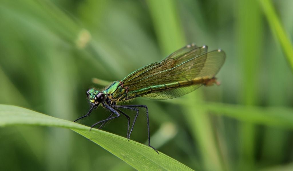 insectos comestibles libélula