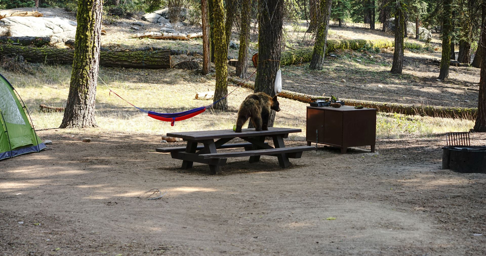 Un oso en una mesa de picnic en un camping