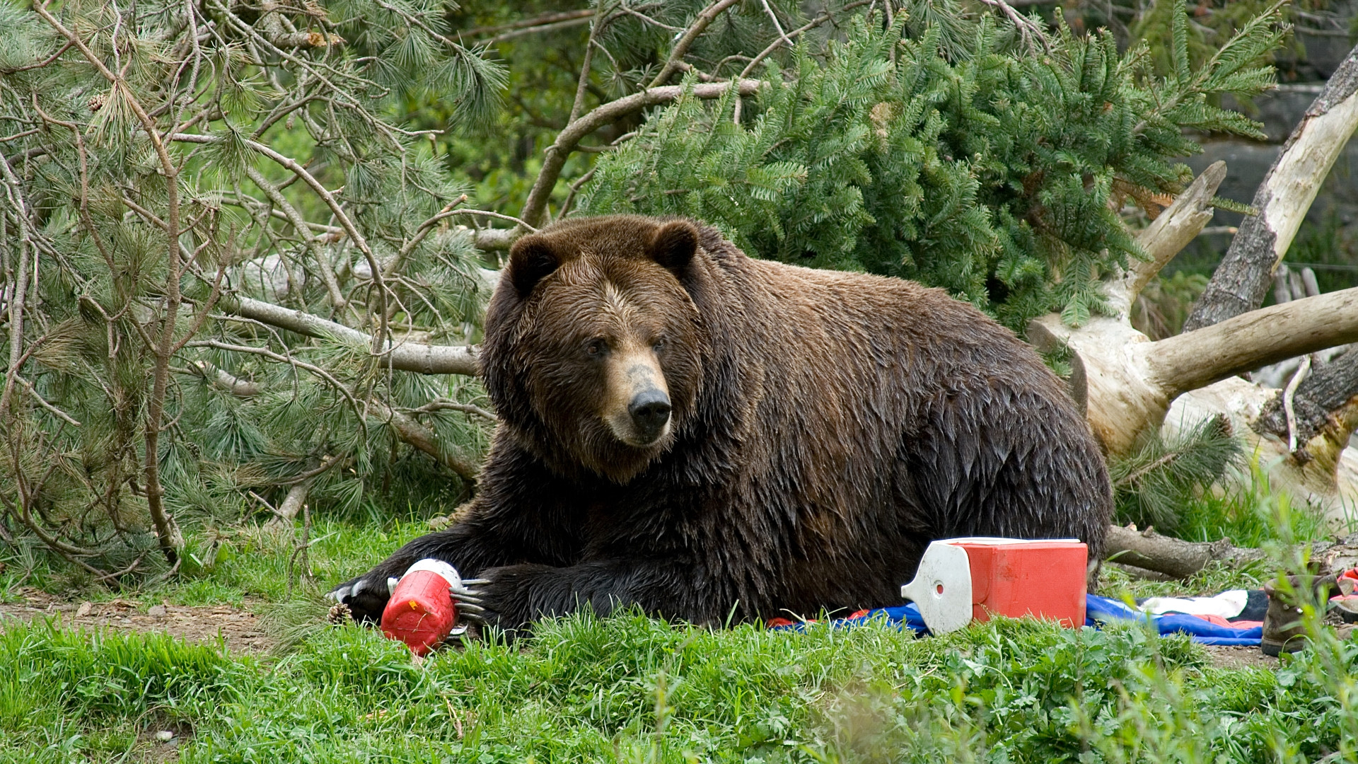 Un oso comiendo comida de campistas en un camping
