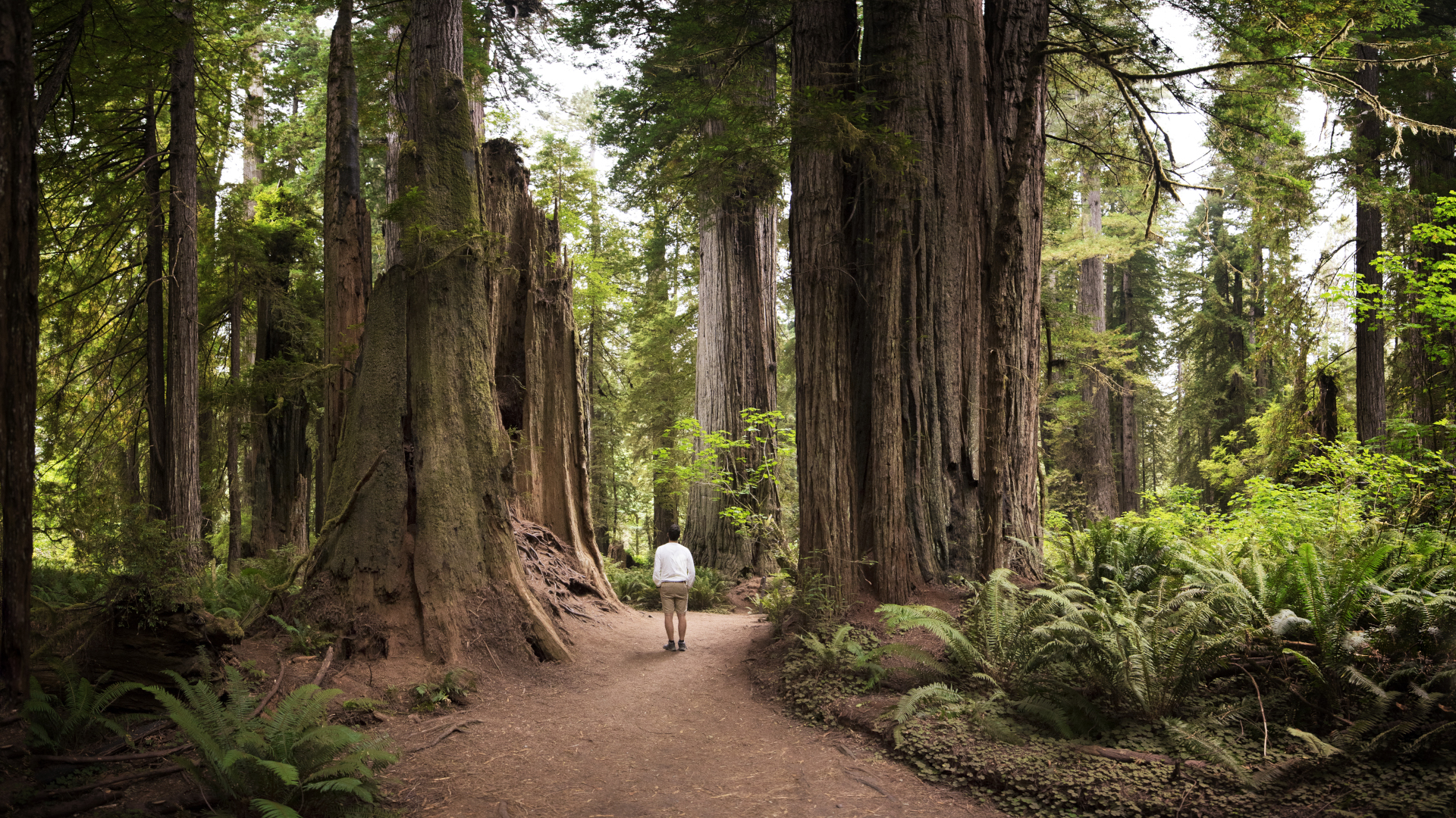 Un excursionista en un sendero en el Parque Nacional Redwood