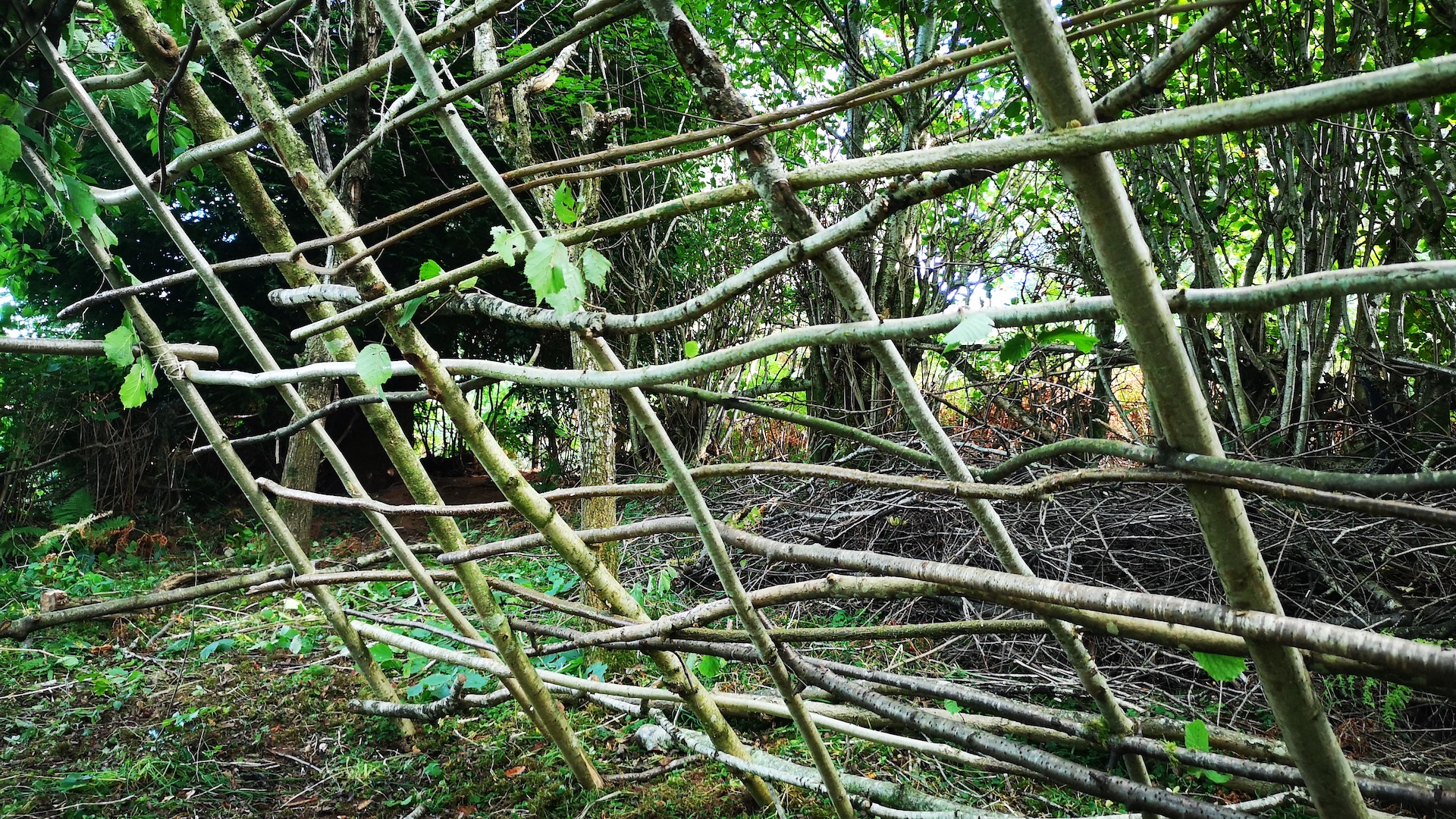 Tejiendo ramas como parte de la construcción de un refugio a partir de recursos naturales