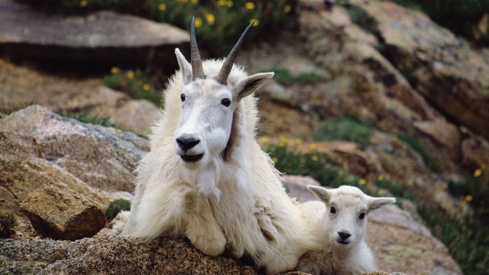 Una cabra de las montañas rocosas con su hijo