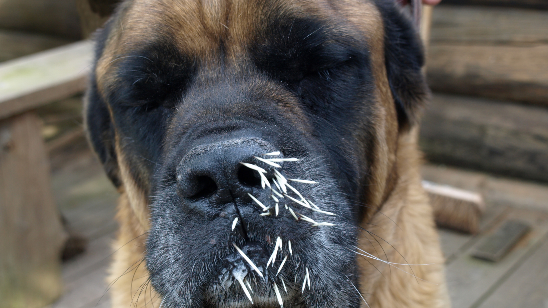Un perro con púas de puercoespín en la cara.