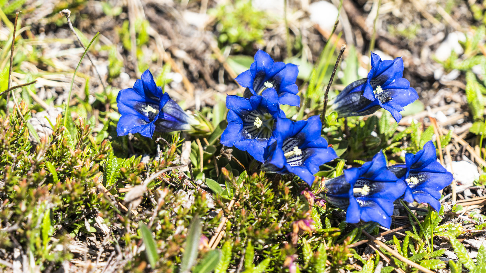 derecho a vagar: flores alpinas