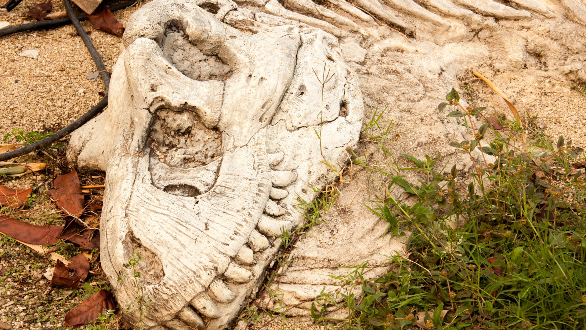 Fósil de dinosaurio en una roca