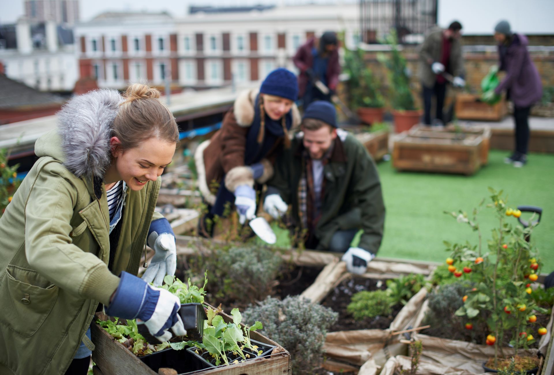 Jóvenes que trabajan con plantas de maceta y verduras frescas en parcelas en jardines urbanos.