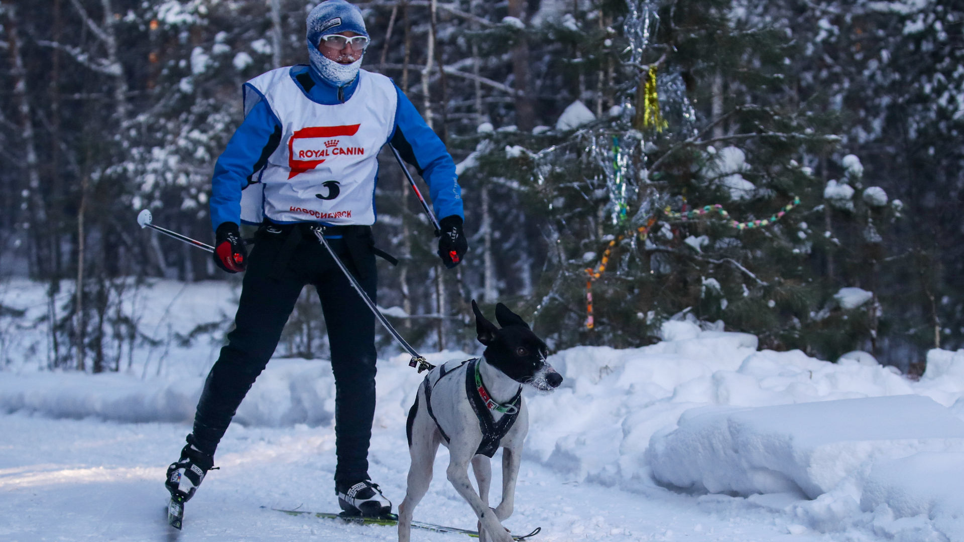 Un hombre haciendo skijoring con un perro.