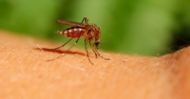Cómo detener las picaduras de mosquitos: 15 consejos para ayudarlo a vencer a las picaduras€
€