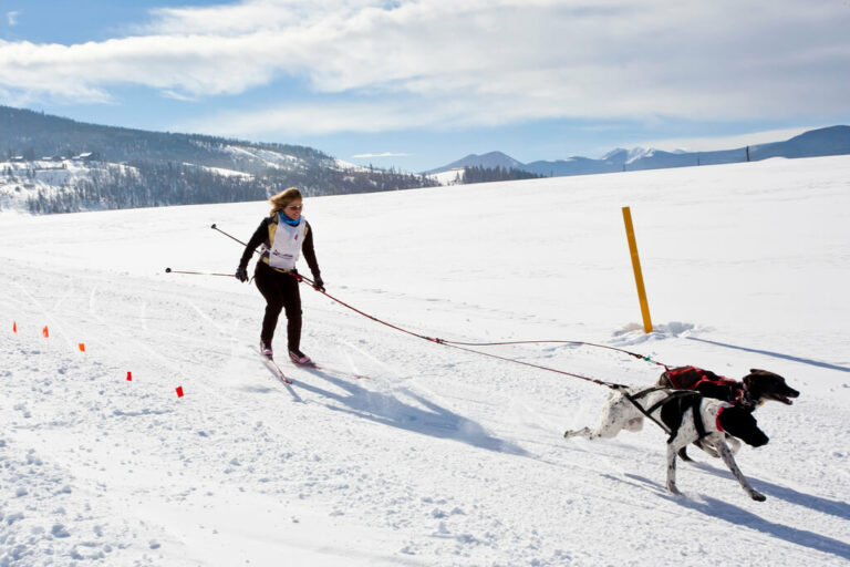 ¿Qué es skijoring?  El deporte de invierno que puedes hacer con tu perro€
€