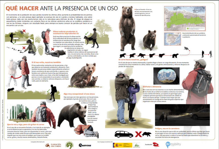 Qué hacer si te encuentras con un oso: una guía para la seguridad de la vida silvestre€
€
