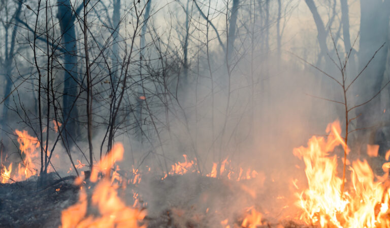 Seguridad contra incendios forestales: cómo prevenir y mantenerse a salvo de incendios forestales€
€